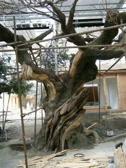 羞羞韩漫无码高清入口树生产厂家